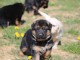 Chiots berger allemand femelle/m&acirc;le ag&eacute; 3 mois a donn&eacute;