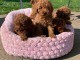 Chiots Caniche Toy pr&ecirc;ts pour une nouvelle maison maintenant