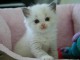 Adorables chatons ragdoll pour adoption.