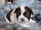 chiot shih-tzu trois mois