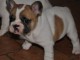 Magnifique  chiot Bouledogue Fran&ccedil;ais &agrave; donner