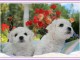 Adorables chiots Bichon fris&eacute; a donner