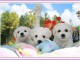 Adorables chiots Bichon fris&eacute; a donner