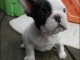 A donner chiots bouledogue fran&ccedil;ais