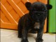 A donner chiots bouledogue fran&ccedil;ais