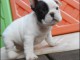 A donner chiots bouledogue fran&ccedil;ais
