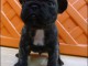 A donner chiots bouledogue fran&ccedil;ais