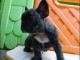 A donner chiots bouledogue fran&ccedil;ais