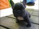 A donner chiots bouledogue fran&ccedil;ais
