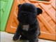 A donner chiots bouledogue fran&ccedil;ais
