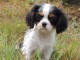 Chiot cavalier king charles spaniel femelle