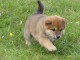 Adorable chiot   Shiba Inu &agrave; donner