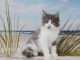 A c&eacute;der chaton maine coon femelle non loof