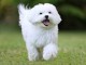 A DONNER Adorable Femelle chiot Bichon Maltais