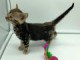 Chatons Bengale a donner