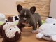 Chiots Bouledogue Fran&ccedil;ais L.O.F a donner c