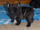 &Acirc;g&eacute;e de 3mois pour Chiot Bouledogue fran&ccedil;ais