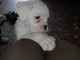 A donner Chiots Boxer 