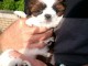 magnifiques chiots shih tzu  L.O.F a donner