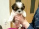 magnifiques chiots shih tzu  L.O.F a donner