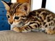Adorable chaton Bengal &agrave; donner 