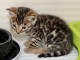 Adorable chaton Bengal &agrave; donner 