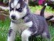 Chiots Husky Sib&eacute;rien