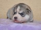 CHIOTS HUSKY DE SIBERIE A DONNER 