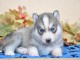 CHIOTS HUSKY DE SIBERIE A DONNER