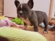 CHIOTS BOULEDOGUE FRANCAIS  A DONNER
