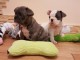 CHIOTS BOULEDOGUE FRANCAIS  A DONNER