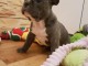 CHIOTS BOULEDOGUE FRANCAIS  A DONNER