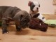 CHIOTS BOULEDOGUE FRANCAIS  A DONNER