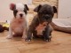 CHIOTS BOULEDOGUE FRANCAIS  A DONNER