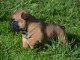 Chiot Bouledogue Fran&ccedil;ais lof a donner