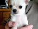 Chihuahua femelle &agrave; donner