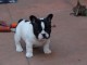 Chiot Bouledogue Fran&ccedil;ais lof a donner