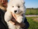Chiots samoyede pedigr&eacute; a donner