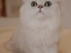 Chatons persans chinchilla a donner