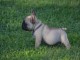 Donne chiot bouledogue fran&ccedil;ais femelle 