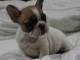 Donne chiot bouledogue fran&ccedil;ais femelle 