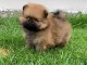 A adopt&eacute; chiot spitz allemand femelle
