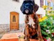 chiot Boxer femelle et m&acirc;le a donner