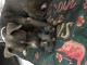 Chiots American staff &agrave; vendre