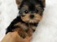 Yorkie Puppies for sale