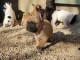 chiots Bouledogue Fran&ccedil;ais Adoption