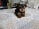 affectueux et doux Yorkie