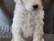 Chiot Grand Caniche femelle/m&acirc;le(Royal)LOF