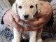 Chiot Grand Caniche femelle/m&acirc;le(Royal)LOF