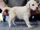 Chiot Grand Caniche femelle/m&acirc;le(Royal)LOF